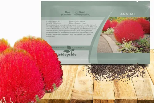 Outsidepride Kochia Trichophylla Burning Bush 10000 Seeds - Arbustos y arbustos Plantas vivas al aire libre, arbustos sin mantenimiento para