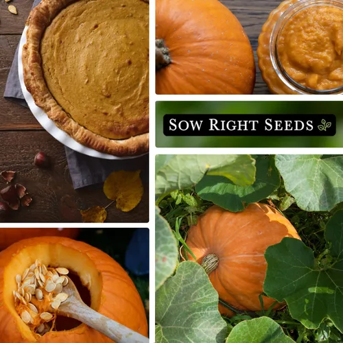 Miniatura 4 de Sow Right Seeds - Semillas de calabaza de campo de Connecticut para plantar - Paquete de reliquia sin OMG con instrucciones para plantar un huerto