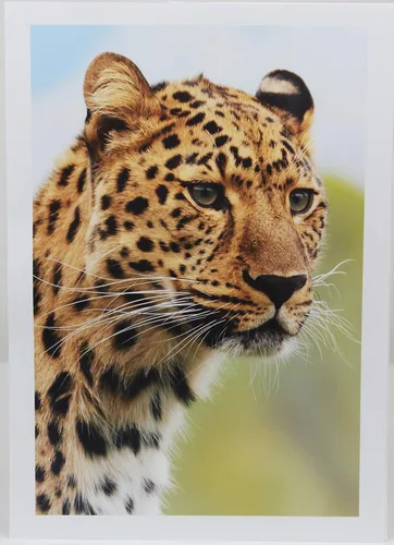 Miniatura 4 de PPD Papel fotográfico brillante para impresora de inyección de tinta, hojas imprimibles de alta calidad de 11 x 17 pulgadas para imágenes