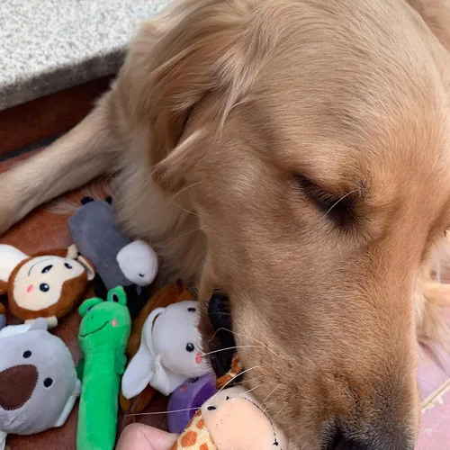 Miniatura 5 de Jalousie Paquete de 12 juguetes de peluche para perros, juguetes masticables chirriantes de primera calidad para perros pequeños y medianos