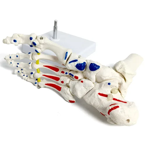 Miniatura 5 de Modelo de esqueleto de pie en elástico, con muñón tibia-peroné ensartado elástico inserciones musculares y orígenes, molde natural para una
