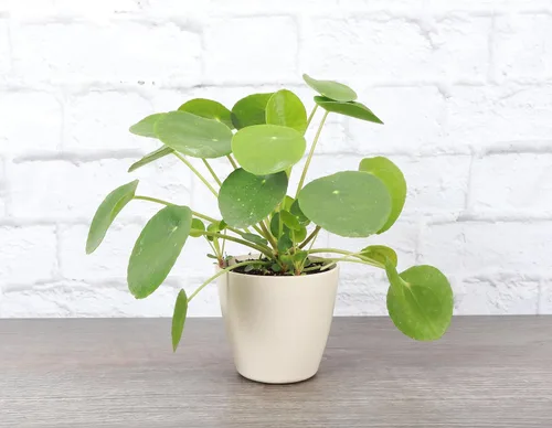 Miniatura 2 de Planta de dinero chino de invernadero Thorsen's, planta de interior vivo, planta suculenta interior, pilea peperomioides, 8 pulgadas, maceta