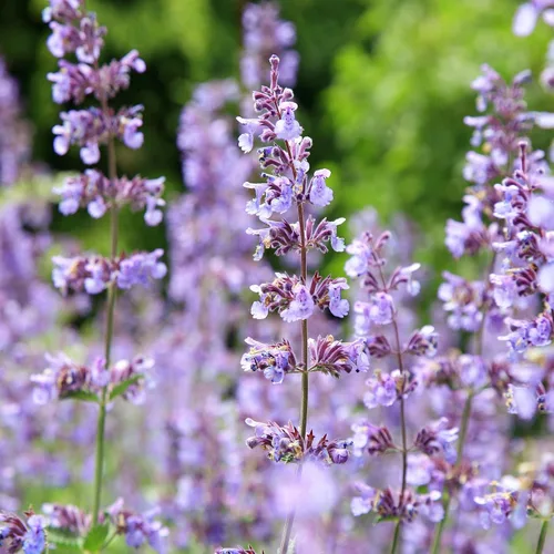 Miniatura 7 de Outsidepride Nepeta Cataria Semillas de hierba gatera para plantar, 1/4 lb. Semillas de hierbas perennes, aptas para polinizadores, tolerantes a