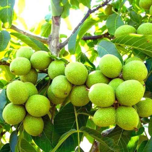 Planta viva de nogal negro de 1 año en maceta de 4 pulgadas, resistente al frío, inactiva, nogal blanco como nuez, árboles de nueces para plantar en