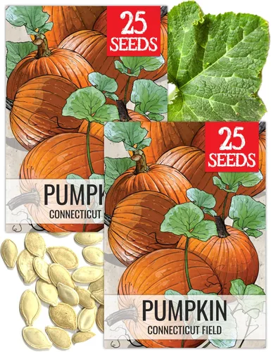 Miniatura 27 de Seed Needs, Jack O' Lantern - Semillas de calabaza – 25 semillas tradicionales para plantar Cucurbita Pepo – Sin OMG y sin tratar, ideal para tallar