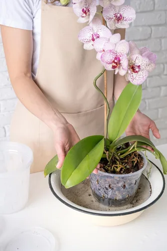 Miniatura 7 de Bombilla solar 50240 Better Gro Dendrobium Mix, 8 cuartos de galón, natural Marrones