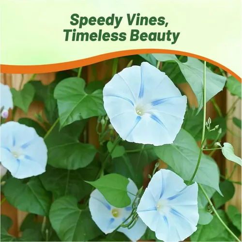 Miniatura 6 de Outsidepride Ismay Morning Glory Seeds - 250 unidades Semillas de flores anuales, trepadoras y enredaderas para plantar flores azul claro, ideales