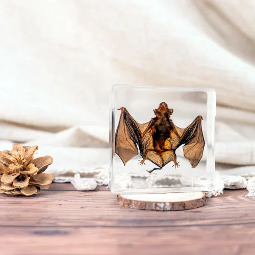 Miniatura 2 de Especímenes de murciélago reales, especímenes de animales de resina, cráneos de animales, peculiaridades, biología, para entusiastas de muestras