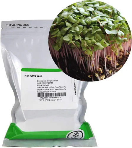 Miniatura 4 de Semillas de brotes de rábano y microgreens – Variedad de flecha roja – 1 libra – Sin OMG, reliquia – Brotes de rábano picantes de rápido crecimiento