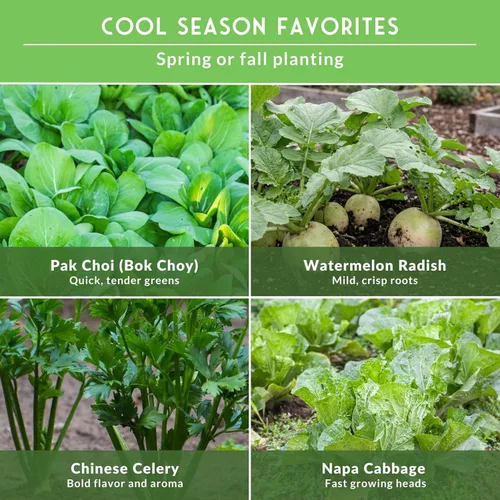 Miniatura 4 de Survival Garden Seeds - Bóveda de semillas asiáticas de recolección de verduras para plantar - Albahaca tailandesa, repollo napa, cantón pak choi