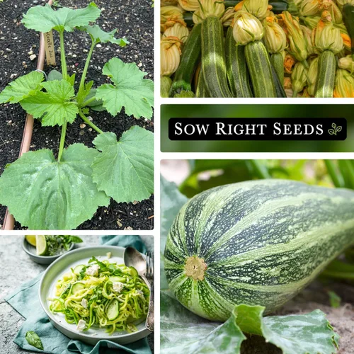 Miniatura 4 de Sow Right Seeds - Semillas de calabacín Cocozelle para plantar - Paquete de reliquia sin OMG con instrucciones para plantar y cultivar un huerto