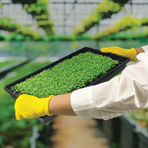 Miniatura 7 de 10 bandejas de cultivo de plantas (sin agujeros de drenaje) – 20 x 10 pulgadas – Bandejas de cultivo perfectas para semillas de jardín