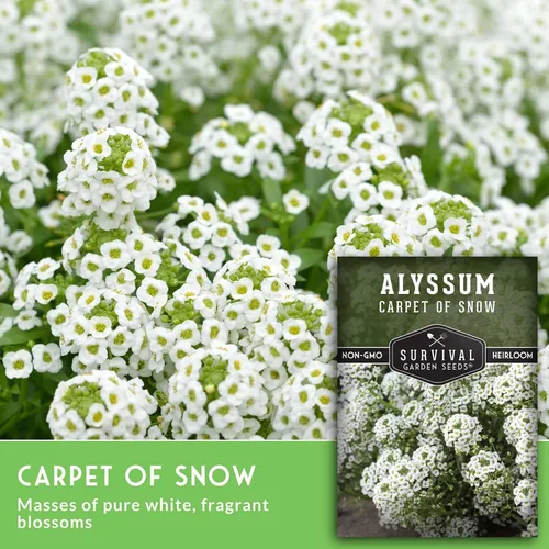 Miniatura 4 de White Alyssum Seeds for Planting - Semillas de jardín de supervivencia (paquete de 1) Variedad Sweet Carpet of Snow - Flores perennes fragantes