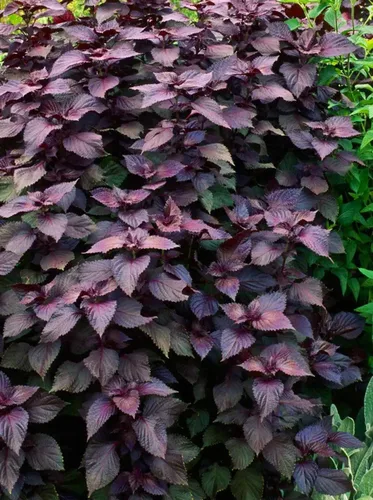 Miniatura 2 de Más de 200 semillas de Shiso moradas Perilla albahaca japonesa menta roja