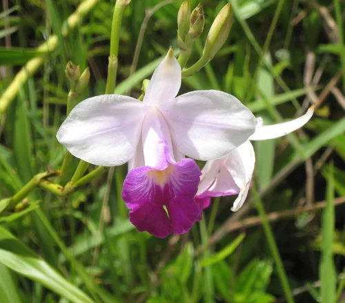 Miniatura 7 de Planta de orquídea tropical hawaiana de bambú, 2 bulbos enraizados (paquete de 5) Grow Hawaii