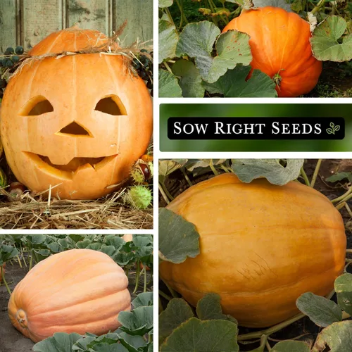 Miniatura 4 de Sow Right Seeds - Semillas de calabaza gigante del Atlántico para plantar - Paquete de reliquia sin OMG con instrucciones para plantar un huerto