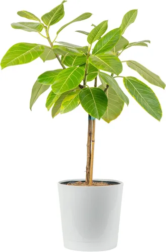 Miniatura 17 de Costa Farms Planta de goma burdeos, árbol ficus elastica vivo para interiores en maceta de vivero, mezcla de tierra para maceta, regalo para Maceta