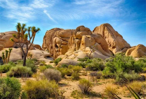 Miniatura 10 de Telón de fondo de poliéster 5x3ft Joshua Tree National Park Telón de fondo árido árido árido piedra arenisca roca clima montaña y desierto paisaje