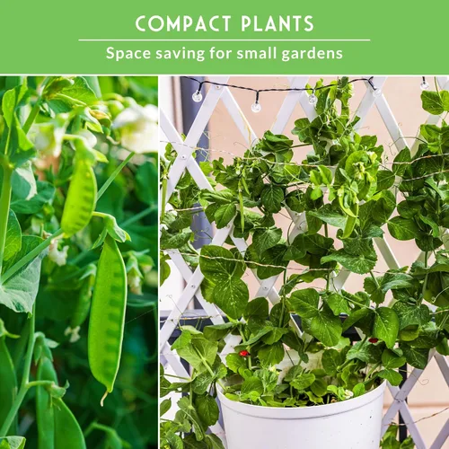 Miniatura 5 de Survival Garden Seeds Oregon Sugar Pod II Pea & Sugar Daddy - Colección de semillas de guisantes sin OMG para cultivar deliciosas verduras de clima