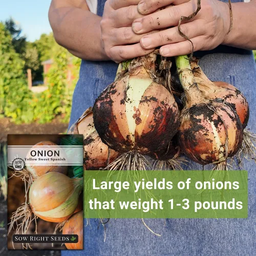 Miniatura 5 de Sow Right Seeds - Semillas de cebolla dulce española amarilla para plantar - Paquete de reliquia sin OMG con instrucciones para plantar un huerto