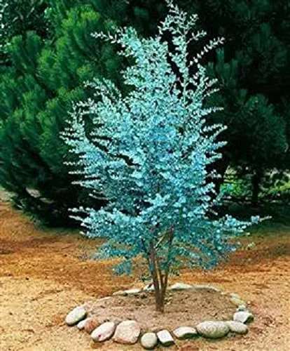 Miniatura 3 de Más de 25 semillas de árbol bonsái de eucalipto Silver Drop - Fabricado en Estados Unidos. Se envía desde Iowa. Ideal como ramas de bonsái o clip