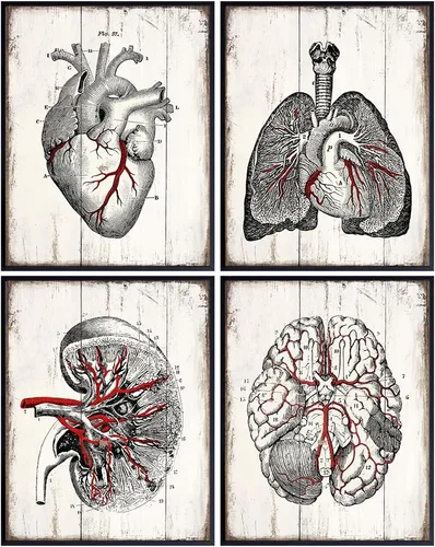 Miniatura 7 de Medical Anatomy – Juego de placas de arte de pared de órganos humanos vintage – Impresiones de fotos Shabby Chic para clínica médica, oficina de Dr.