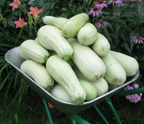 Miniatura 5 de Semillas Calabacín Tipo Arbusto Blanco Heirloom Vegetal No GMO