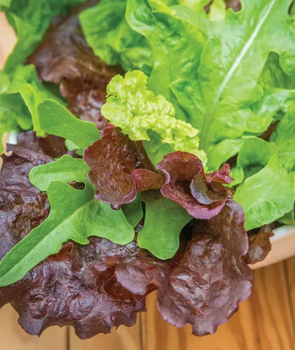 Miniatura 6 de Semillas de lechuga Burpee Buttercrunch híbrido (orgánico) 1100 semillas Buttercrunch Hybrid (Orgánico)