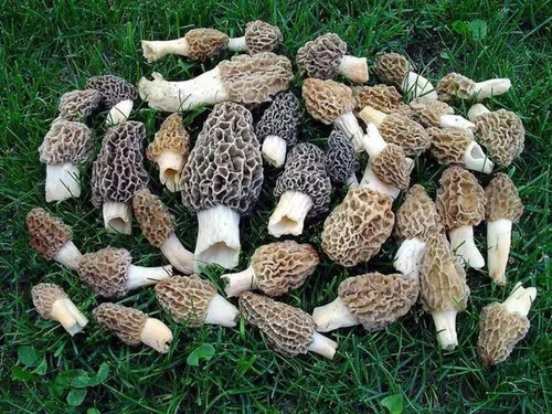 Miniatura 6 de Esporas de hongos Morel 1.41 oz en bolsa de aserrín - Morchella Esculenta, kit de cultivo de hongos True Morel, esporas de hongos morel frescos
