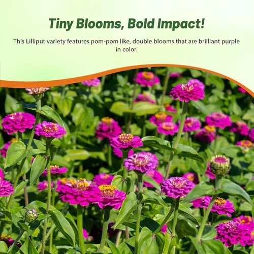 Miniatura 6 de Outsidepride - Zinnia Elegans, 2000 semillas anuales, Lilliput Purple, flores para plantar, color morado