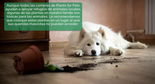 Miniatura 7 de Plantas para Mascotas - Suculentas de Orejas de Elefante Trepadoras, Plantas Colgantes Vivas, Plantas Suculentas para el Hogar, Maceta Colgante