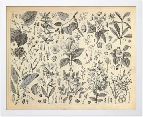 Miniatura 21 de Poster Master Póster Vintage de Plantas Cultivadas - Impresión Botánica Retro - Arte de Flores - Arte de Plantas - Regalo para Hombres y Mujeres