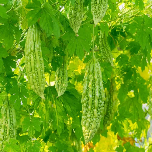 Más de 30 semillas de melón amargo orgánicas para plantar al aire libre – Planta y cultiva calabaza amarga tradicional sin OMG en el jardín de tu