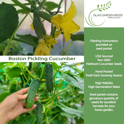 Miniatura 2 de Boston Pickling - Semillas de pepino para plantar, más de 100 semillas tradicionales por paquete, semillas de jardín de Isla