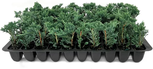 Miniatura 9 de Blue Rug Juniper Wiltonii 5 plantas vivas de 4 pulgadas Juniperus Horizontalis Cubierta de suelo rastrero, arbusto de bajo mantenimiento