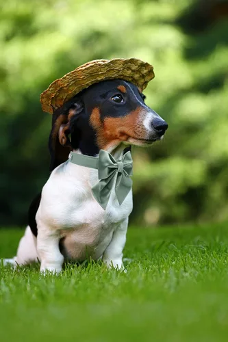 Miniatura 4 de Lionet Paws Collar de perro con pajarita, cómodo collar de seda para perro con pajarita desmontable para perros grandes, cuello de 16 a 24 pulgadas