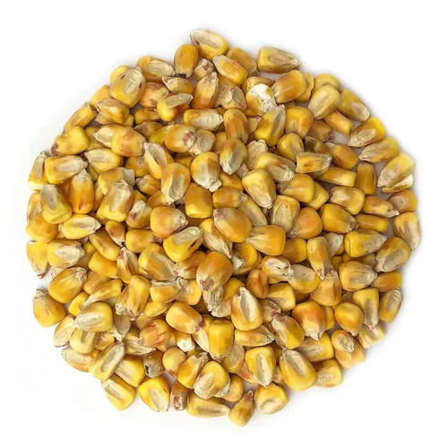 Miniatura 3 de Food to Live Maíz entero amarillo orgánico, 1.5 libras, maíz sin OMG, granos limpios y secos, vegano, kosher, grano de cereales a granel, buena