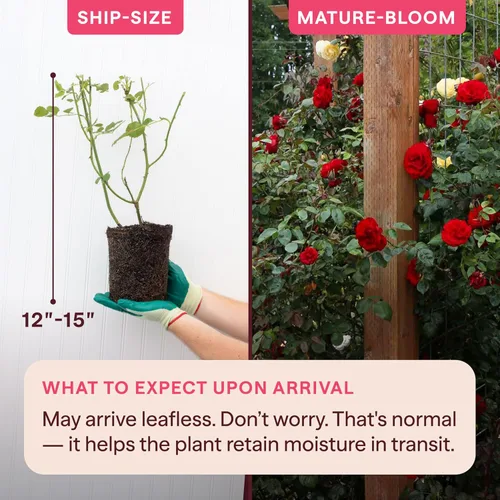 Miniatura 2 de Rosas trepadoras de reliquia, planta de raíz propia viva para jardín al aire libre, Dublin Bay®, ligeramente fragantes, zonas de rusticidad 5-10