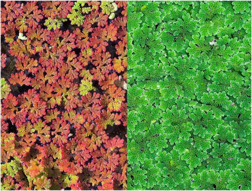 Azolla caroliniana 10 + Plantas Vivas Flotantes Planta de Estanque Mosquito Helecho Agua Terciopelo Hada Musgo Acuario Estanques al aire libre