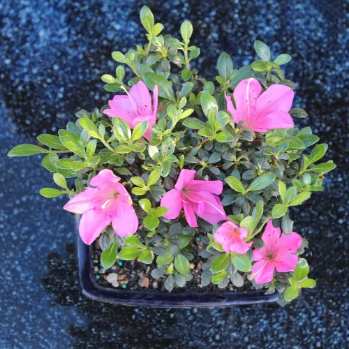 Miniatura 8 de Brussel's Bonsai Live Satsuki Azalea - Árbol bonsái con flores – Pequeño, 5 años, 5 a 8 pulgadas – Bonsai al aire libre en maceta de cerámica