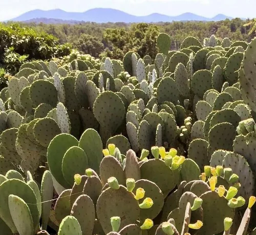 Miniatura 3 de Creation Cultivated - Planta de cactus de tuna oriental (1 almohadilla de corte) / Opuntia humifusa/cactus vivo/cactus resistente al invierno - Zona