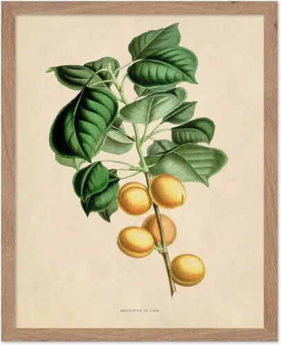 Miniatura 54 de Poster Master Póster Vintage de Plantas Cultivadas - Impresión Botánica Retro - Arte de Flores - Arte de Plantas - Regalo para Hombres y Mujeres