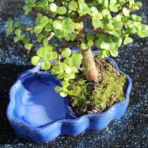 Miniatura 9 de Árbol de bonsái enano vivo de jade de Brussel's Bonsai, para interior - Pequeño, 3 años de edad, de 5 a 8 pulgadas de alto - Árbol de jade en maceta