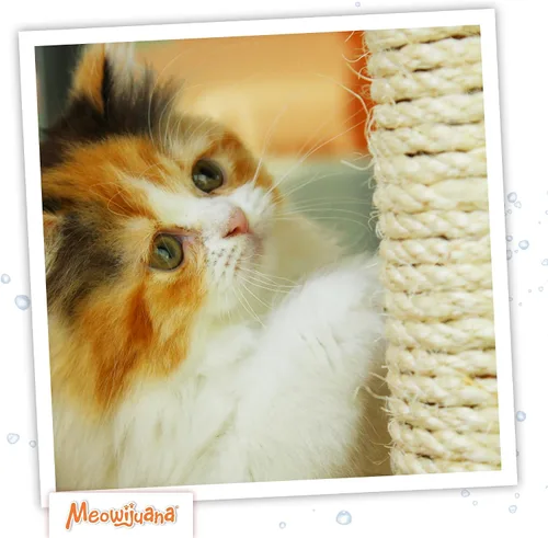 Miniatura 6 de Meowijuana Spray de hierba gatera y vid plateada - 3 onzas Fórmula de alta potencia Fórmula natural para dueños de mascotas y hogares con varios