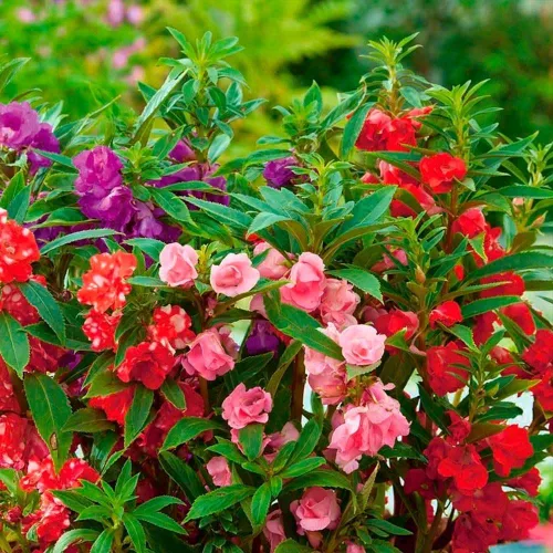 Miniatura 3 de Semillas Balsam Camellia Flowered Mix - Impatiens balsamina - Flores anuales para plantar - Sin OGM