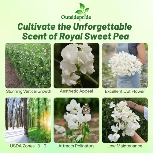 Miniatura 2 de Outsidepride Royal White Sweet Pea Seeds – 250 piezas anuales, fáciles de cultivar, semillas de vid para plantar flores fragantes de larga duración