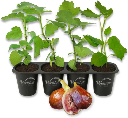 Árbol de Higuera Olímpico - 4 Plantas Iniciales Vivas - Ficus Carica - Árbol de Fruta Comestible para el Patio y Jardín