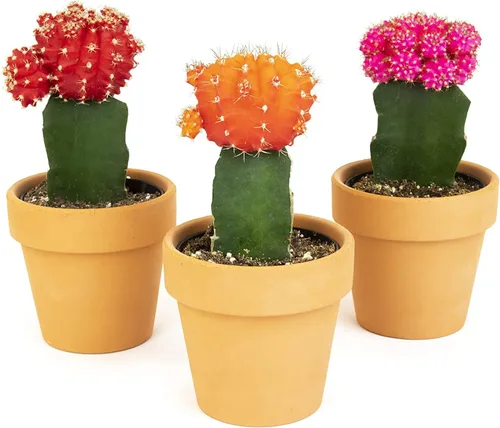 Cactus injertado, 3 unidades en macetas de terracota de 3 pulgadas, suculentas vivas y mini cactus, plantas de interior reales para el hogar u