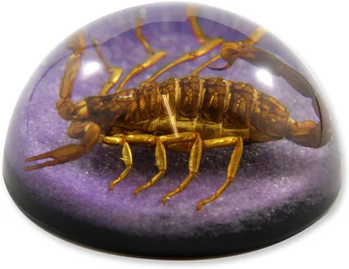 Miniatura 3 de REALBUG 2 1/2 x 1 1/4" Golden Scorpion Dome Pisapapeles Púrpura