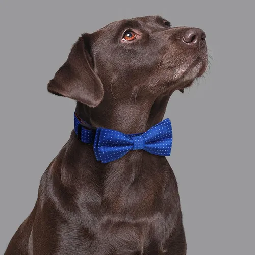 Miniatura 2 de Collar de perro con pajarita para regalo de niña o niño, pajarita suave y duradera, punto azul, talla S